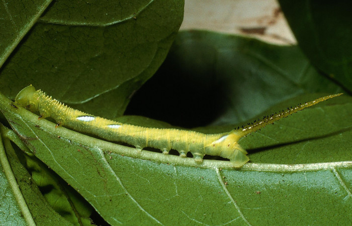 Figura 3. Larva <i>Manduca florestan</i></i> (Sphingidae), tercer estadío (PPU) vista lateral, localidad Sendero Puertas Sector Del Oro ACG (400m). Voucher: 03-SRNP-15054-DHJ76706.jpg.