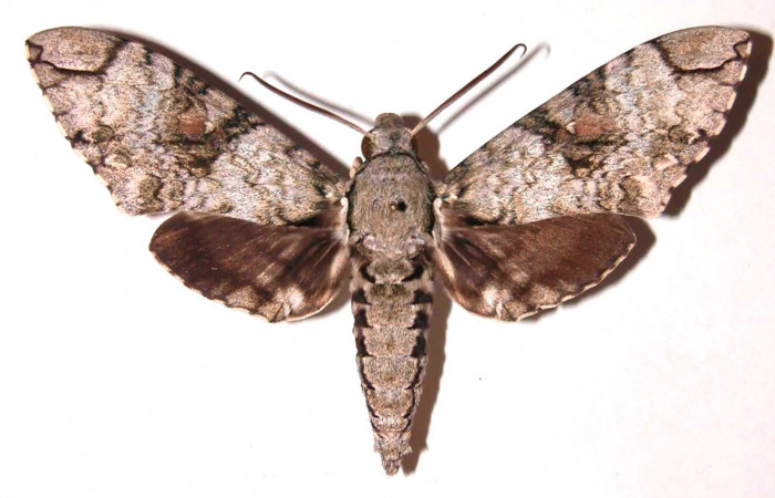 Figura 8. Adulto de <i>Manduca florestan</i></i> (Sphingidae), macho vista dorsal, localidad Sendero Puertas Sector Del Oro ACG (400m). Voucher: 03-SRNP-16286-DHJ37794.jpg.