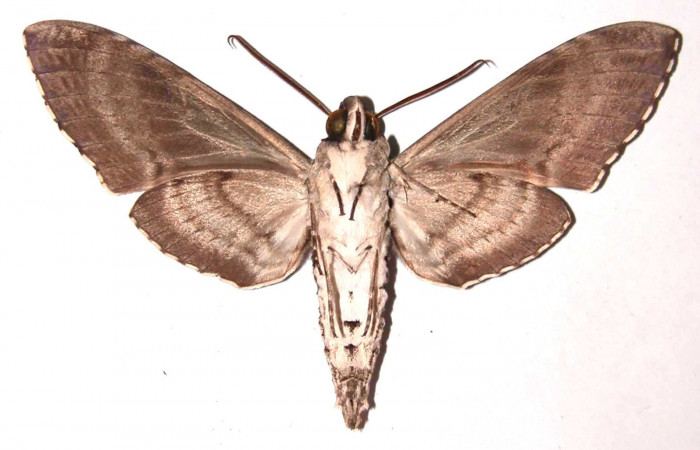 Figura 9. Adulto de <i>Manduca florestan</i></i> (Sphingidae), macho vista ventral, localidad Sendero Puertas Sector Del Oro ACG (400m). Voucher: 03-SRNP-16286-DHJ37795.jpg.