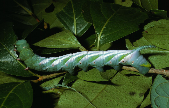 Figura 5. Larva <i>Manduca florestan</i></i> (Sphingidae), último estadío (U) vista lateral, localidad Sendero Segundo Sector Cacao ACG (1180m). Voucher: 03-SRNP-4076-DHJ73025.jpg.