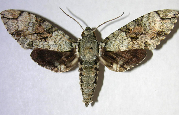 Figura 1. Adulto de <i>Manduca florestan</i></i> (Sphingidae), macho vista dorsal, localidad Laureles Sector Rincón Rain Forest ACG (95m). Voucher: 06-SRNP-43612-DHJ361156.jpg.