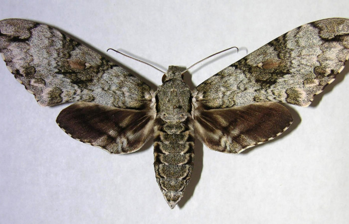 Figura 10. Adulto de <i>Manduca florestan</i></i> (Sphingidae), hembra vista dorsal, localidad Quebrada Otilio Sector Cacao ACG (550m). Voucher: 06-SRNP-45803-DHJ361158.jpg.