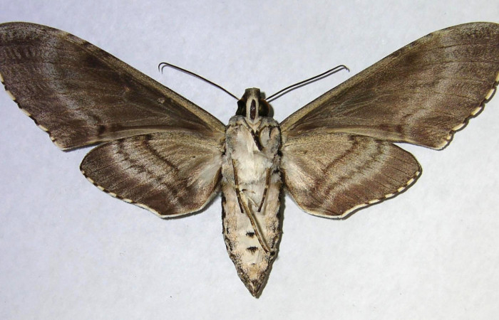 Figura 11. Adulto de <i>Manduca florestan</i></i> (Sphingidae), hembra vista ventral, localidad Quebrada Otilio Sector Cacao ACG (550m). Voucher: 06-SRNP-45803-DHJ361159.jpg.