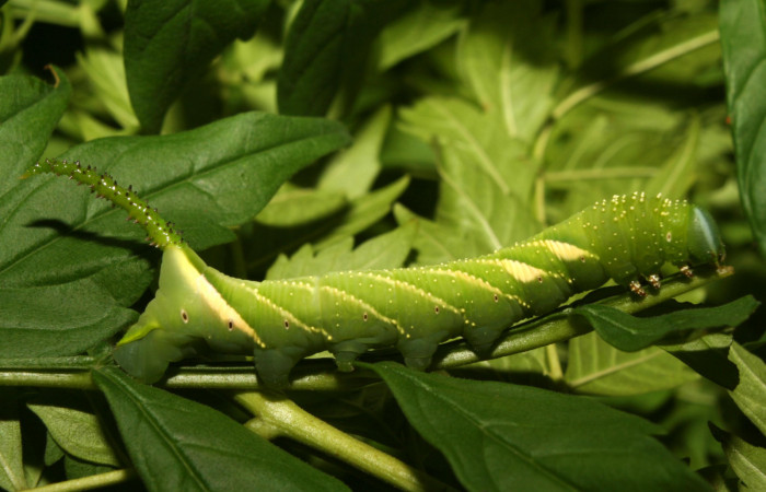 Figura 4. Larva <i>Manduca florestan</i></i> (Sphingidae), penúltimo estadío (PU) vista lateral, localidad Medrano Estación Biológica Quica Sector Pitilla ACG (380m). Voucher: 13-SRNP-70951-DHJ702587.jpg.