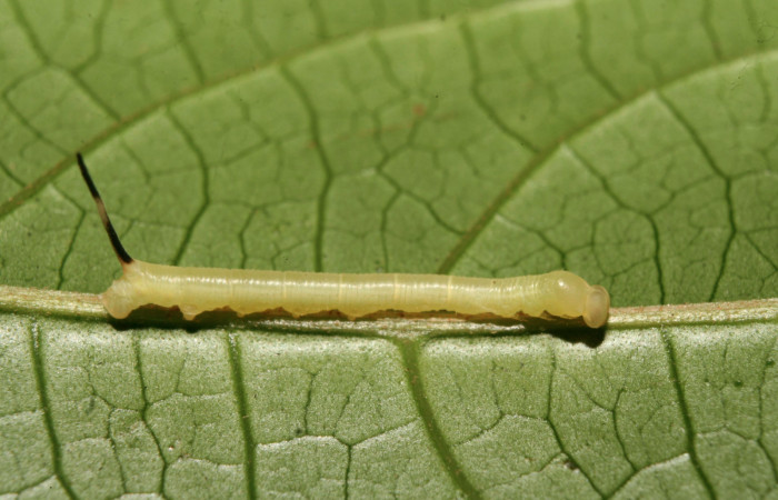 Figura 2. Larva <i>Manduca florestan</i></i> (Sphingidae), primer estadío (PPPU) vista lateral, localidad Bullas Estación Biológica Quica Sector Pitilla ACG (440m). Voucher: 14-SRNP-70721-DHJ722573.jpg.