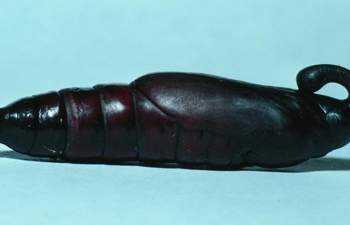 Figura 7. Pupa de <i>Manduca florestan</i></i> (Sphingidae), vista lateral, localidad Bosque San Emilio Sector Santa Rosa ACG (300m). Voucher: 83-SRNP-750-DHJ5617.jpg.