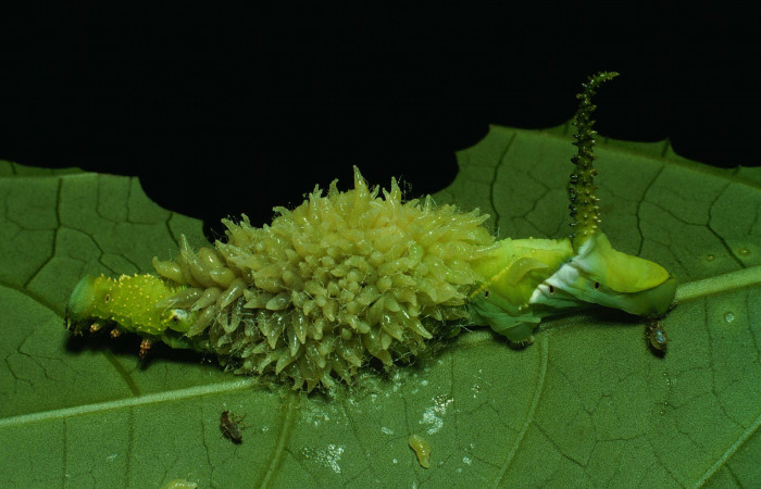 Figura 12. Larva <i>Manduca florestan</i></i> (Sphingidae), vista capullos de parásitos <i>Euplectrus testaceipes</i></i> (Eulophidae), localidad Area Administrativa Sector Santa Rosa ACG (295m). Voucher: 91-SRNP-1636-DHJ14435.jpg.