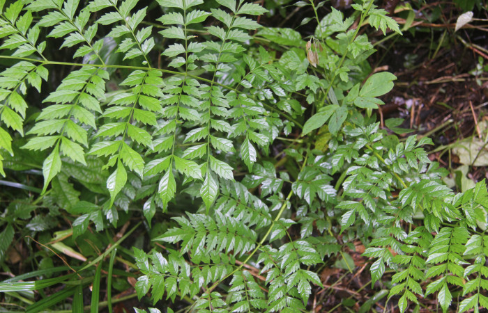 Figura 14. Planta hospedera de <i>Manduca florestan</i></i> (Sphingidae), esta planta se llama <i>Jacaranda copaia</i></i> (Bignoniaceae), localidad Medrano Estación Biológica Quica Sector Pitilla ACG (380m).