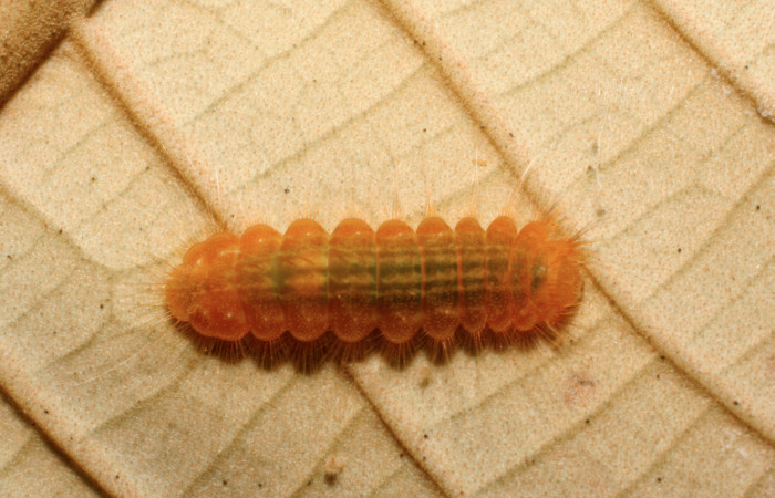 Figura 2. Larva <i>Pirascca tyriotes</i></i> (Riodinidae), último estadío (U) vista dorsal, localidad Estación Biológica Quica, Sector Pitilla ACG (470m). Voucher: 07-SRNP-65937-DHJ435334.jpg.