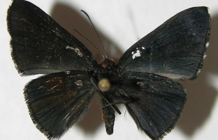 Figura 9. Adulto de <i>Pirascca tyriotes</i></i> (Riodinidae), macho vista ventral, localidad Puente Mena, Sector Del Oro ACG (280m). Voucher: 08-SRNP-23921-DHJ395339.jpg.