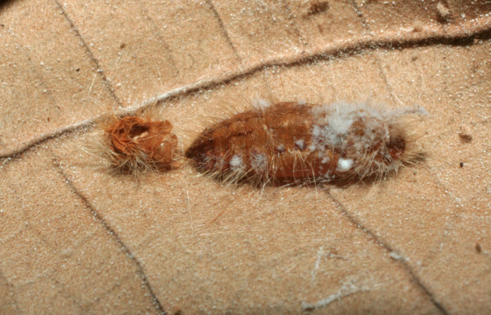Figura 12. Pupa de <i>Pirascca tyriotes</i></i> (Riodinidae), parasitada por chalJanzen01 Janzen01 (Chalcididae), vista dorsal, localidad Finca Aurita, Sector Rincón Rain Forest ACG (460m). Voucher: 08-SRNP-40955-DHJ453481.jpg.