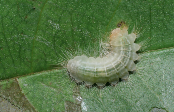 Figura 16. Larva <i>Pirascca arbuscula</i></i> (Riodinidae), penúltimo estadío (PU) vista dorsal, localidad Lobo Estación Biológica Quica, Sector Pitilla ACG (520m). Voucher: 08-SRNP-70556-DHJ443326.jpg.
