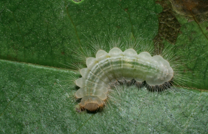 Figura 17. Larva <i>Pirascca arbuscula</i></i> (Riodinidae), penúltimo estadío (PU) vista dorsal, localidad Lobo Estación Biológica Quica, Sector Pitilla ACG (520m). Voucher: 08-SRNP-70556-DHJ443327.jpg.
