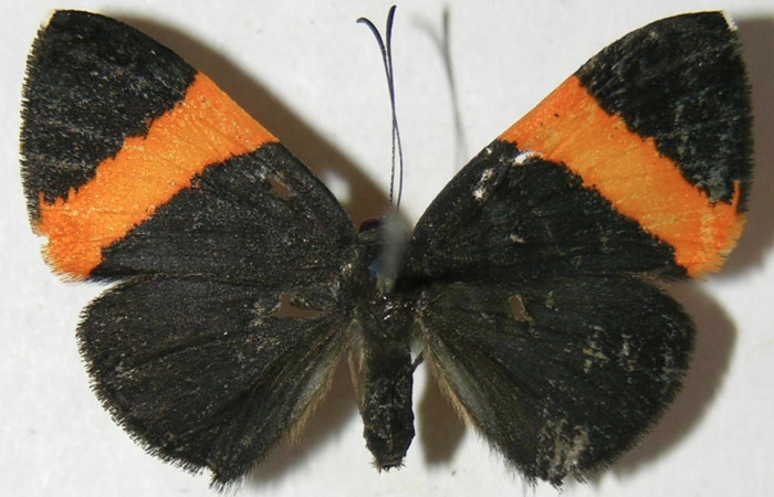 Figura 10. Adulto de <i>Pirascca tyriotes</i></i> (Riodinidae), hembra vista dorsal, localidad Estación Biológica Quica, Sector Pitilla ACG (470m). Voucher: 08-SRNP-72573-DHJ395342.jpg.