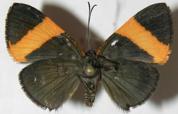 Figura 11. Adulto de <i>Pirascca tyriotes</i></i> (Riodinidae), hembra vista ventral, localidad Estación Biológica Quica, Sector Pitilla ACG (470m). Voucher: 08-SRNP-72573-DHJ395343.jpg.