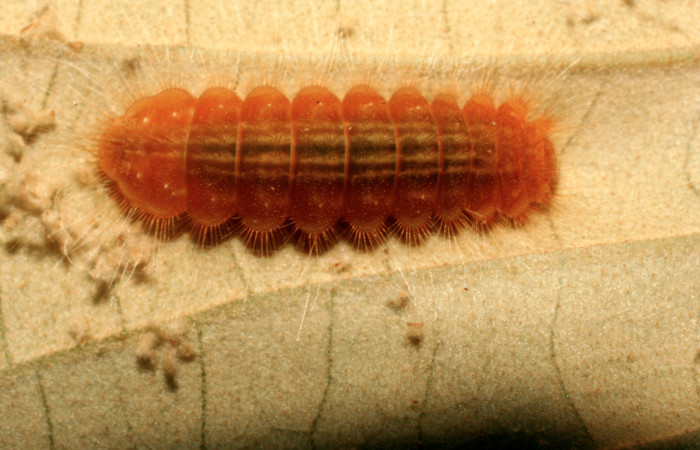 Figura 3. Larva <i>Pirascca tyriotes</i></i> (Riodinidae), último estadío (U) vista dorsal, localidad Estación Biológica Quica, Sector Pitilla ACG (470m). Voucher: 08-SRNP-72573-DHJ447366.jpg.