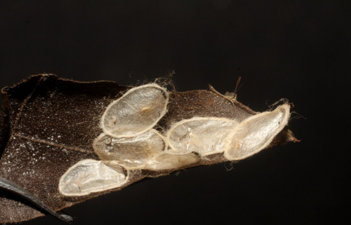 Figura 15. Capullos de Bracon Janzen04 (Braconidae) que ataca <i>Pirascca tyriotes</i></i> (Riodinidae), vista dorsal, localidad Sendero Anonas, Sector Rincón Rain Forest ACG (405m). Voucher: 10-SRNP-41707-DHJ480593.jpg.