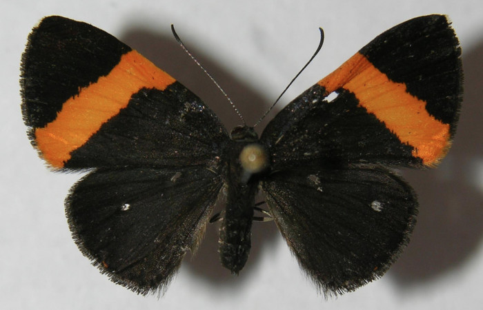 Figura 1. Adulto de <i>Pirascca tyriotes</i></i> (Riodinidae), vista dorsal, localidad Moga, Brasilia ACG (320m). Voucher: 12-SRNP-65405-DHJ564928.jpg.