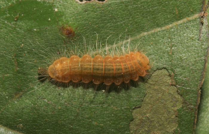 Figura 4. Larva <i>Pirascca tyriotes</i></i> (Riodinidae), último estadío (U) vista dorsal, localidad Medrano Estación Biológica Quica, Sector Pitilla ACG (380m). Voucher: 19-SRNP-71286-DHJ752131.jpg.