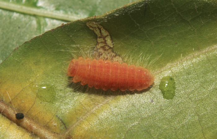 Figura 5. Larva <i>Pirascca tyriotes</i></i> (Riodinidae), en estado de prepupa, vista dorsal, localidad Medrano Estación Biológica Quica, Sector Pitilla ACG (380m). Voucher: 19-SRNP-71286-DHJ752137.jpg.