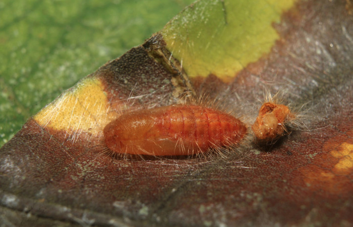 Figura 6. Pupa de <i>Pirascca tyriotes</i></i> (Riodinidae), vista dorsal, localidad Medrano Estación Biológica Quica, Sector Pitilla ACG (380m). Voucher: 19-SRNP-71286-DHJ752174.jpg.