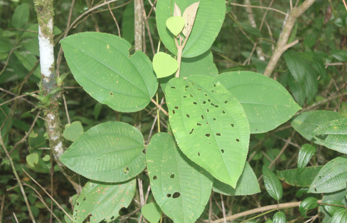 Figura 20. Planta hospedera de <i>Pirascca tyriotes</i></i> (Riodinidae), planta llamada <i>Miconia argentea</i></i> (Melastomataceae), localidad Estación Biológica Quica, Sector Pitilla ACG (470m), foto: Ricardo Calero 11 Setiembre 2019.