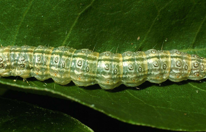 Fig.6 Vista lateral, <i>Dichogama colotha/i], (Crambidae). Se colectó 30 de Julio 2001 Sector Santa Rosa, Sendero Natural, 290mts. (01-SRNP-16143-DHJ61072.jpg.). 