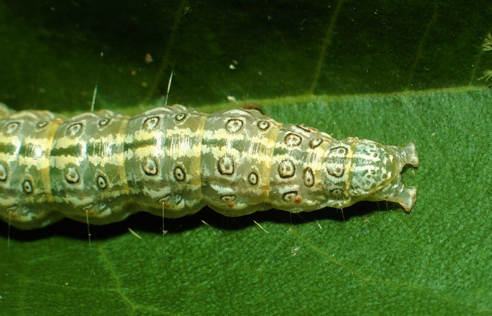 Fig.7 Vista trasera, <i>Dichogama colotha</i></i>, (Crambidae). Se colectó 30 de Julio 2001 Sector Santa Rosa, Sendero Natural, 290mts.( 01-SRNP-16143-DHJ61073.jpg.).