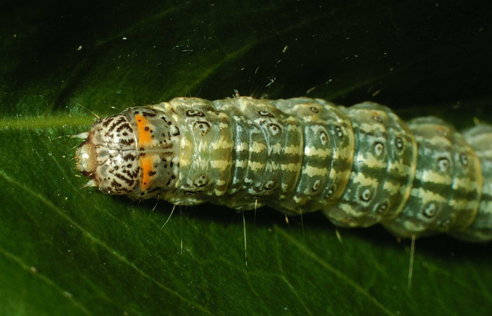 Fig.8 Cabeza, <i>Dichogama colotha</i></i>, (Crambidae). Se colectó 30 de Julio 2001 Sector Santa Rosa, Sendero Natural, 290mts.( 01-SRNP-16143-DHJ61076.jpg.).