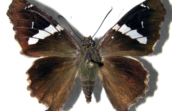 Figura 9. Adulto de <i>Spathilepia clonius</i></i> (Hesperiidae),  macho vista dorsal, localidad Cafetal, Sector Santa Rosa ACG (280m). Voucher: 01-SRNP-15478-DHJ92486.jpg.