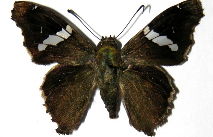 Figura 11. Adulto de <i>Spathilepia clonius</i></i> (Hesperiidae), hembra vista dorsal, localidad Monte Cristo, Sector Del Oro ACG (525m). Voucher: 04-SRNP-27278-DHJ323710.jpg.