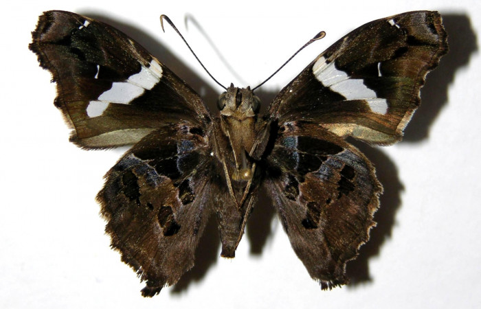 Figura 12. Adulto de <i>Spathilepia clonius</i></i> (Hesperiidae), hembra vista ventral, localidad Monte Cristo, Sector Del Oro ACG (525m). Voucher: 04-SRNP-27278-DHJ323711.jpg.