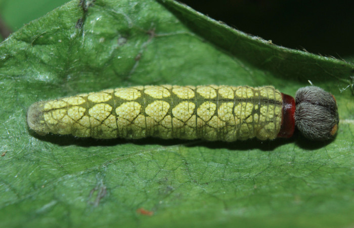Figura 4. Larva <i>Spathilepia clonius</i></i> (Hesperiidae), penúltimo estadío (PU) vista dorsal, localidad Medrano, Estación Biológica Quica Sector Pitilla ACG (380m). Voucher: 15-SRNP-70890-DHJ727344.jpg.