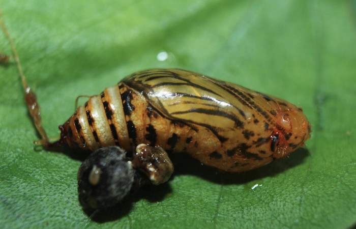 Figura 7. Pupa de <i>Spathilepia clonius</i></i> (Hesperiidae), vista lateral, localidad Medrano, Estación Biológica Quica Sector Pitilla ACG (380m). Voucher: 15-SRNP-70890-DHJ727378.jpg.