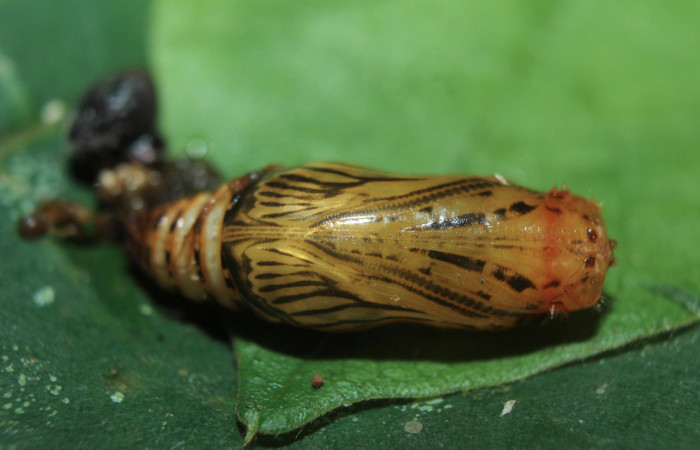 Figura 8. Pupa de <i>Spathilepia clonius</i></i> (Hesperiidae), vista ventral, localidad Medrano, Estación Biológica Quica Sector Pitilla ACG (380m). Voucher: 15-SRNP-70890-DHJ727380.jpg.