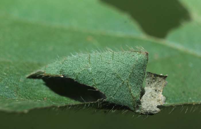 Figura 2. Habitad o casita de <i>Spathilepia clonius</i></i> (Hesperiidae), localidad Medrano, Estación Biológica Quica Sector Pitilla ACG (380m). Voucher: 15-SRNP-71528-DHJ727777.jpg.