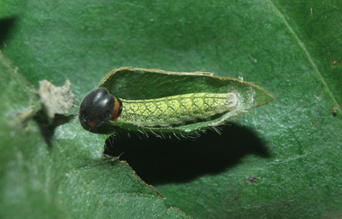 Figura 3. Larva <i>Spathilepia clonius</i></i> (Hesperiidae), tercer estadío (PPU) vista dorsal, localidad Medrano, Estación Biológica Quica ACG (380m). Voucher: 15-SRNP-71528-DHJ727778.jpg.