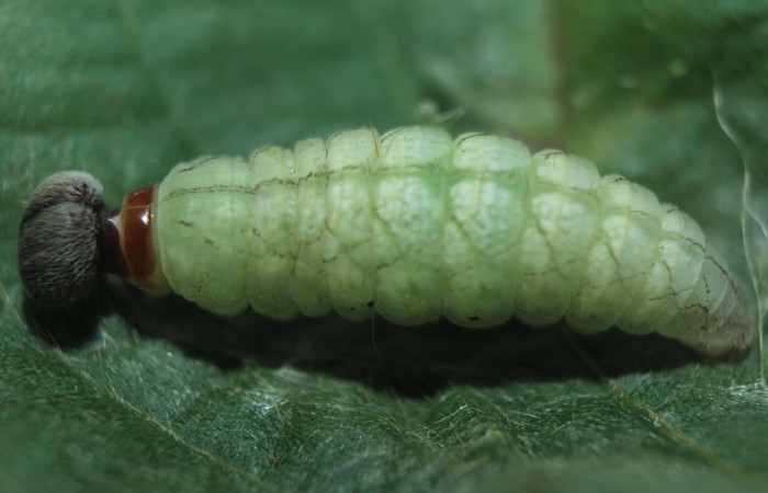Figura 6. Larva <i>Spathilepia clonius</i></i> (Hesperiidae), en estado de prepupa vista dorsal, localidad Medrano, Estación Biológica Quica Sector Pitilla ACG (380m). Voucher: 15-SRNP-71528-DHJ727811.jpg.
