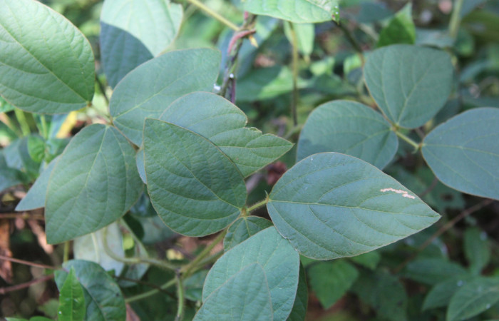 Figura 13. Planta hospedera de larva <i>Spathilepia clonius</i></i> (Hesperiidae), esta planta se llama <i>Calopogonium mucunoides</i></i> (Fabaceae), localidad Medrano, Estación Biológica Quica Sector Pitilla ACG (380m), foto: Ricardo Calero, 11 Agosto 2015.
