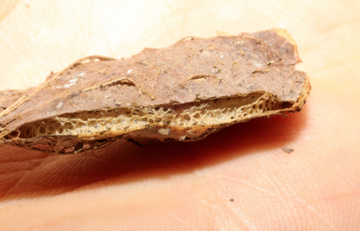 Fig. 10 Capullo de parásito <i>Truncaptera fascis</i></i> (Notodontidae), mide 50mm Sendero Arenal. Sector Cacao, 1080m. 09-SRNP-56502-DHJ474149.