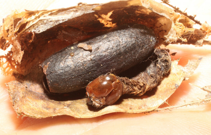 Fig. 11 Capullo de parásito <i>Truncaptera fascis</i></i> (Notodontidae), mide 50mm Gemelos. Sector Pailas, 1276m. 09-SRNP-56502-DHJ474150.