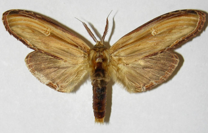 Fig. 1 Adulto vista dorsal macho <i>Truncaptera fascis</i></i> (Notodontidae), mide 80mm Sendero Segundo. Sector Cacao, 1180 m. 04-SRNP-35585-.DHJ310434.