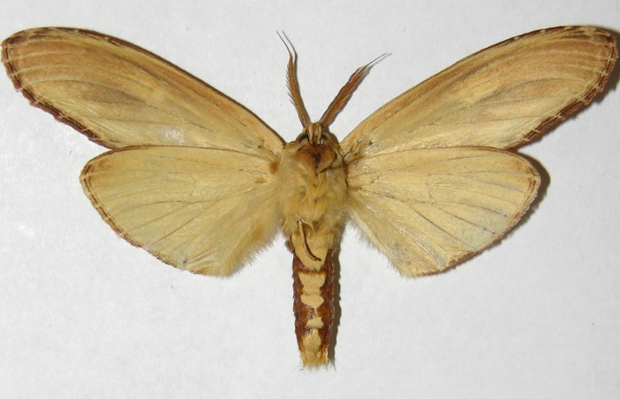 Fig. 2 Adulto vista ventral macho <i>Truncaptera fascis</i></i> (Notodontidae), mide 80mm Sendero Segundo. Sector Cacao, 1180 m. 290 m. 04-SRNP-35585-DHJ310435.