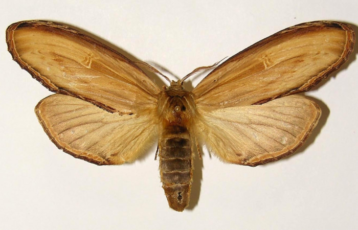 Fig. 3 Adulto vista dorsal hembra <i>Truncaptera fascis</i></i> (Notodontidae), mide 86mm Sendero Arenales. Sector Cacao, 1180 m. 00-SRNP-10980-DHJ302392.