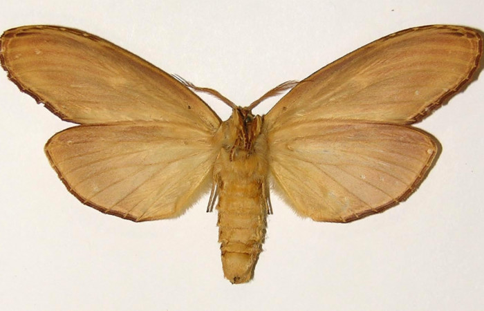Fig. 4 Adulto vista ventral hembra <i>Truncaptera fascis</i></i> (Notodontidae), mide 86mm Sendero Arenales. Sector Cacao, 1180 m. 00-SRNP-10980-DHJ302393.