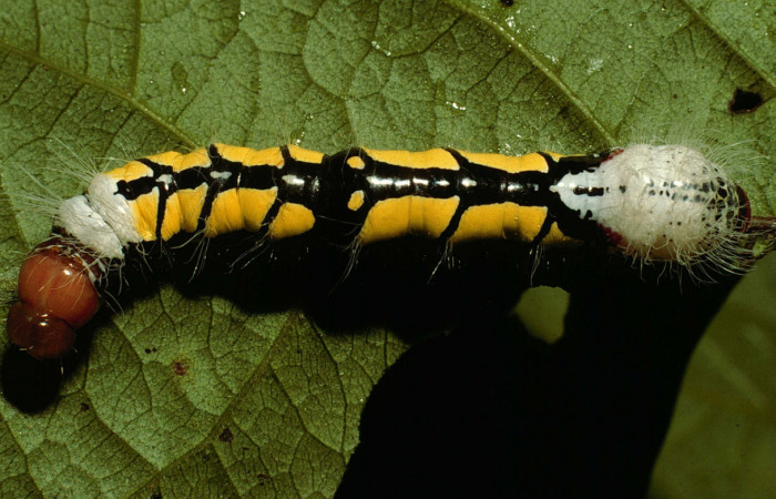 Fig. 5 Larva <i>Truncaptera fascis</i></i> (Notodontidae), mide 50mm Sendero Arenal. Sector Cacao, 1080m. 98-SRNP-15694-DHJ47872.