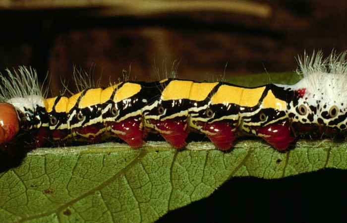 Fig. 6 Larva <i>Truncaptera fascis</i></i> (Notodontidae), mide 50mm Sendero Arenal. Sector Cacao, 1080m. 98-SRNP-15694-DHJ47873.
