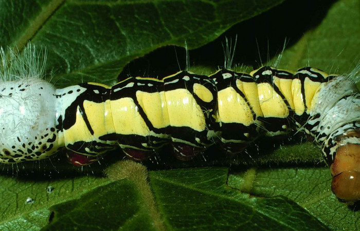 Fig. 7 Larva <i>Truncaptera fascis</i></i> (Notodontidae), mide 55mm Estacion Cacao. Sector Cacao, 1150m. 99-SRNP-967-DHJ50385.