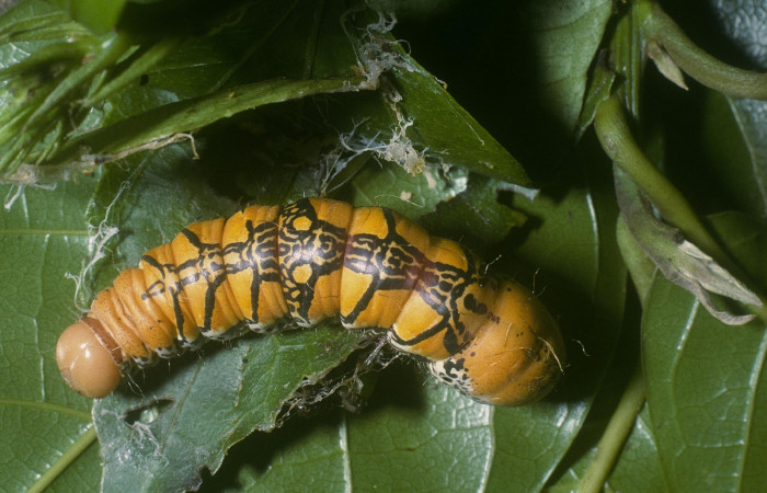 Fig. 8 Prepupa <i>Truncaptera fascis</i></i> (Notodontidae), mide 46mm Estacion Cacao. Sector Cacao,.04-SRNP-35897-DHJ86898.