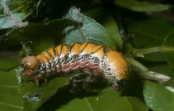 Fig. 9 Prepupa <i>Truncaptera fascis</i></i> (Notodontidae), mide 46mm Estacion Cacao. Sector Cacao,1150m 04-SRNP-35897-DHJ86899.